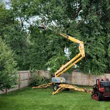 Best Tree Risk Assessment  in Wright, WY