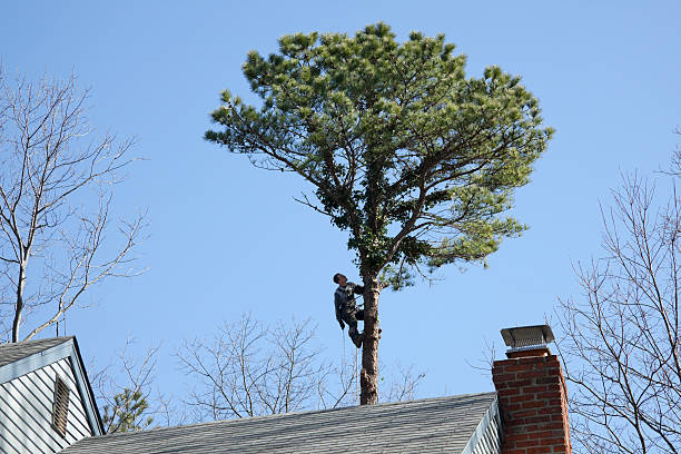 Best Arborist Consultation Services  in Wright, WY